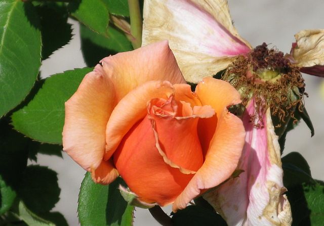  photo OvertheMoonatsunnydaysnurseryIMG_1166_zpse44ff21e.jpg